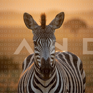 Zebra - 000022