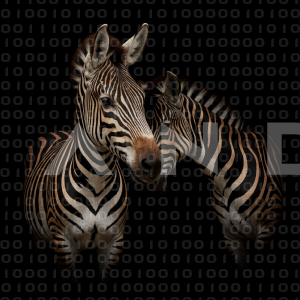 Zebra - 000220
