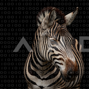 Zebra - 000221