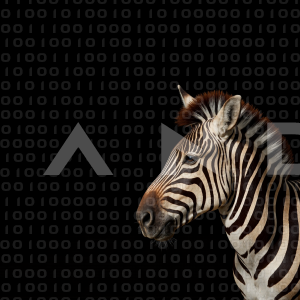 Zebra - 000224