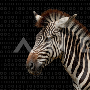 Zebra - 000230