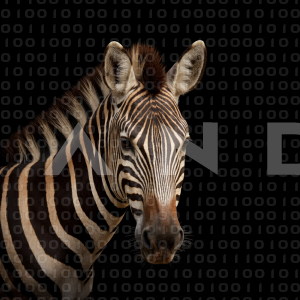 Zebra - 000234