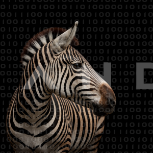 Zebra - 000239