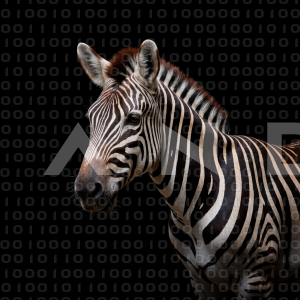 Zebra - 000249