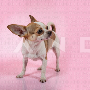 Chihuahua Puppy - 000313