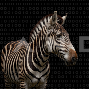 Zebra - 000251