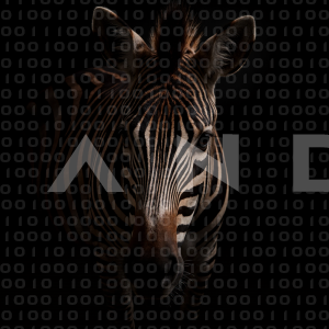 Zebra - 000252