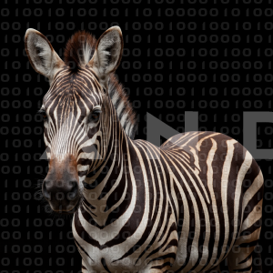 Zebra - 000255