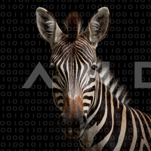 Zebra - 000260