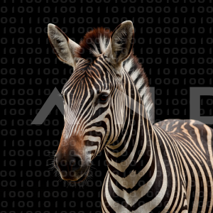 Zebra - 000264