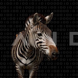 Zebra - 000269