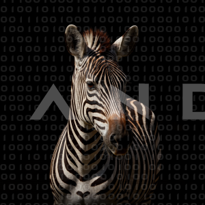 Zebra - 000271