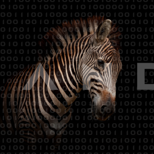 Zebra - 000278