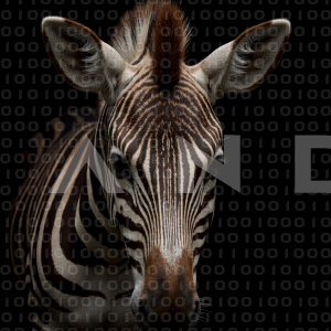 Zebra - 000280