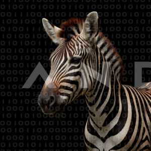 Zebra - 000282