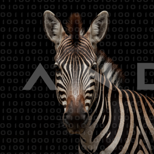 Zebra - 000285