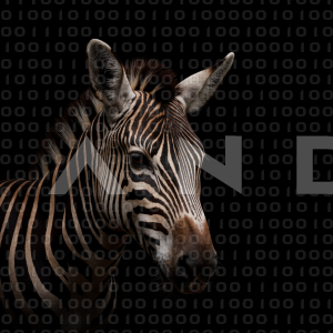 Zebra - 000290