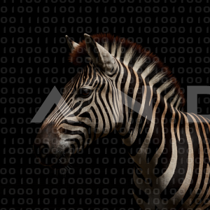 Zebra - 000295