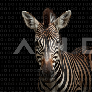 Zebra - 000297