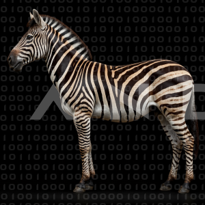 Zebra - 000308
