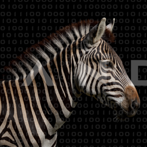 Zebra - 000309