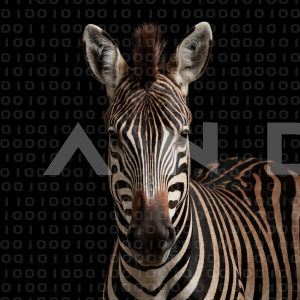 Zebra - 000312