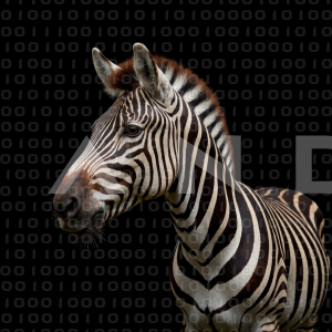 Zebra - 000315