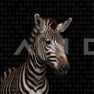 Zebra - 000319