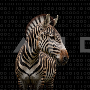 Zebra - 000325