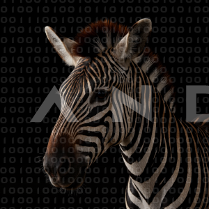 Zebra - 000332