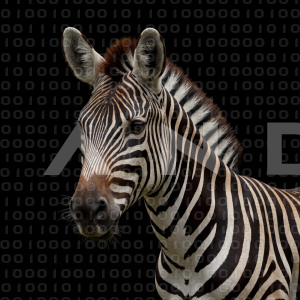 Zebra - 000341
