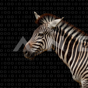Zebra - 000342