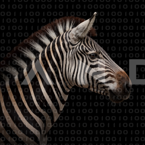 Zebra - 000347