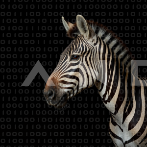Zebra - 000348