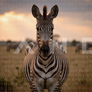 Zebra - 000044