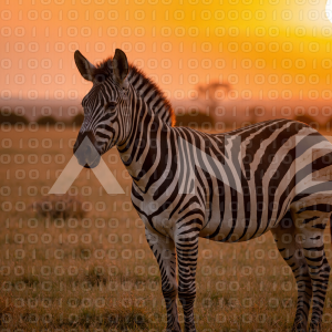 Zebra - 000053