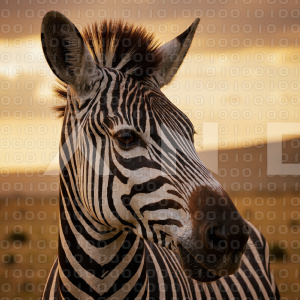 Zebra - 000056