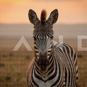 Zebra - 000062