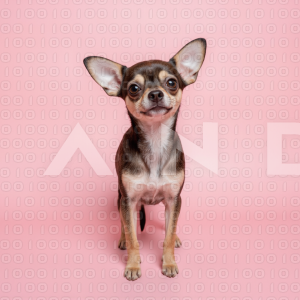 Chihuahua Puppy - 000360