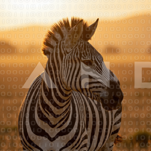 Zebra - 000008
