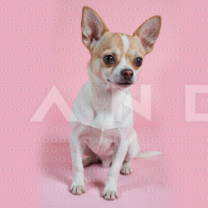 Chihuahua Puppy - 000377