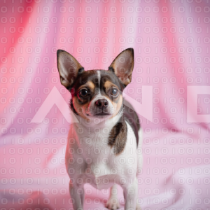 Chihuahua Puppy - 000379