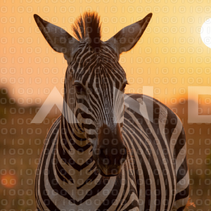Zebra - 000087