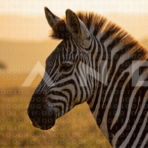 Zebra - 000089