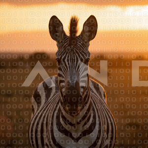 Zebra - 000090