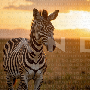Zebra - 000093