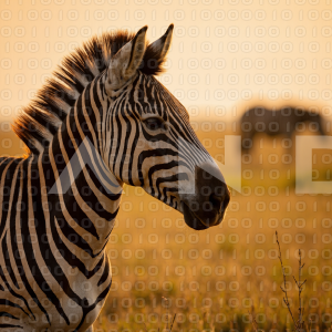 Zebra - 000099