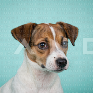 Jack Russell - 000001