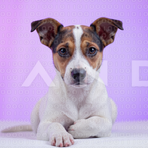Jack Russell - 000010