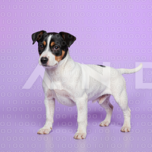 Jack Russell - 000012